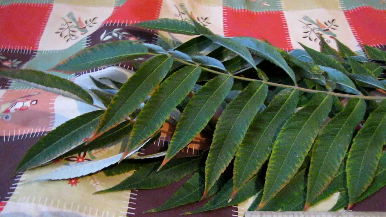       . Determination of tannin in leaves of rhus typhina