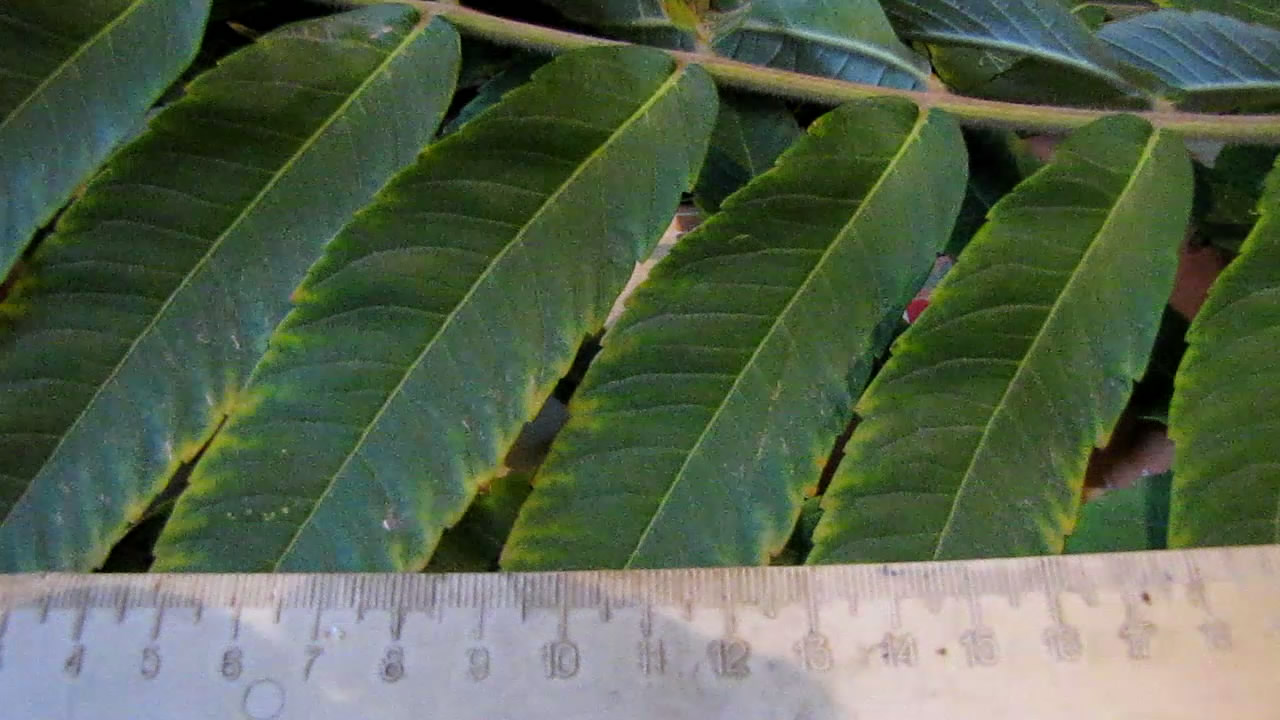       . Determination of tannin in leaves of rhus typhina