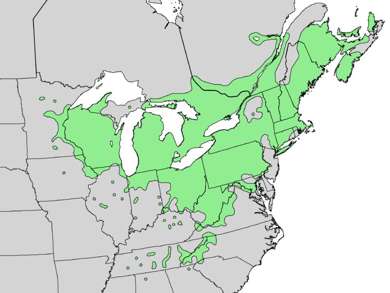     . Range map of Rhus typhina  native to the Eastern U.S.