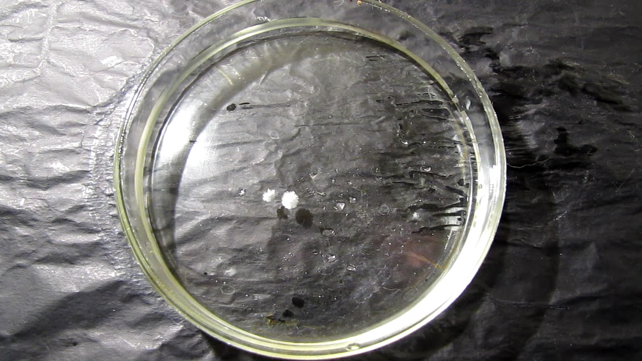        . Crystallization of supersaturated solution of sodium acetate in Petri dish