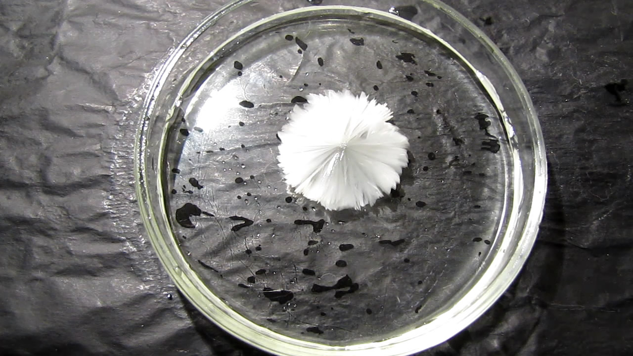        . Crystallization of supersaturated solution of sodium acetate in Petri dish