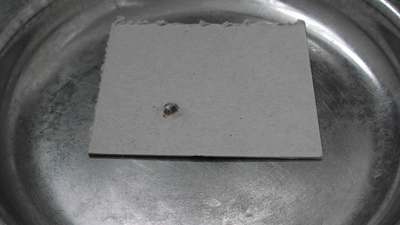 Metallic caesium. Caesium in air. Caesium and water. Caesium and ethanol.  .    ().   .   