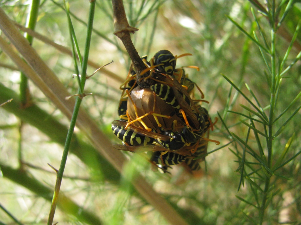     . Nest of wasps on stalk of plant