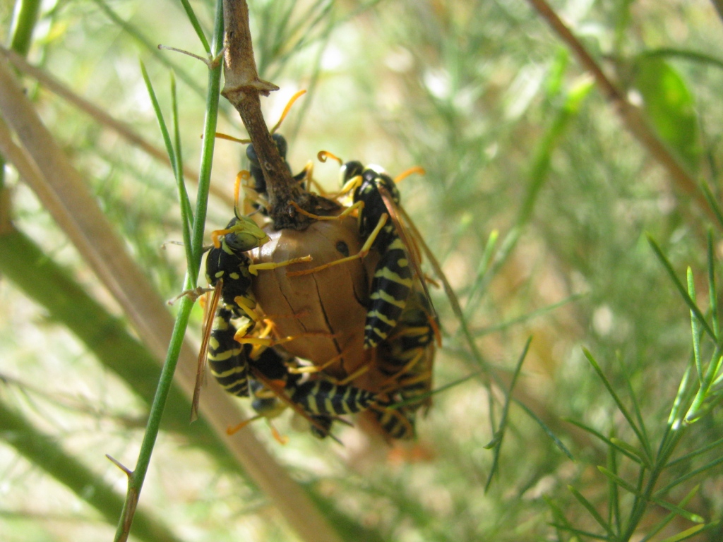     . Nest of wasps on stalk of plant