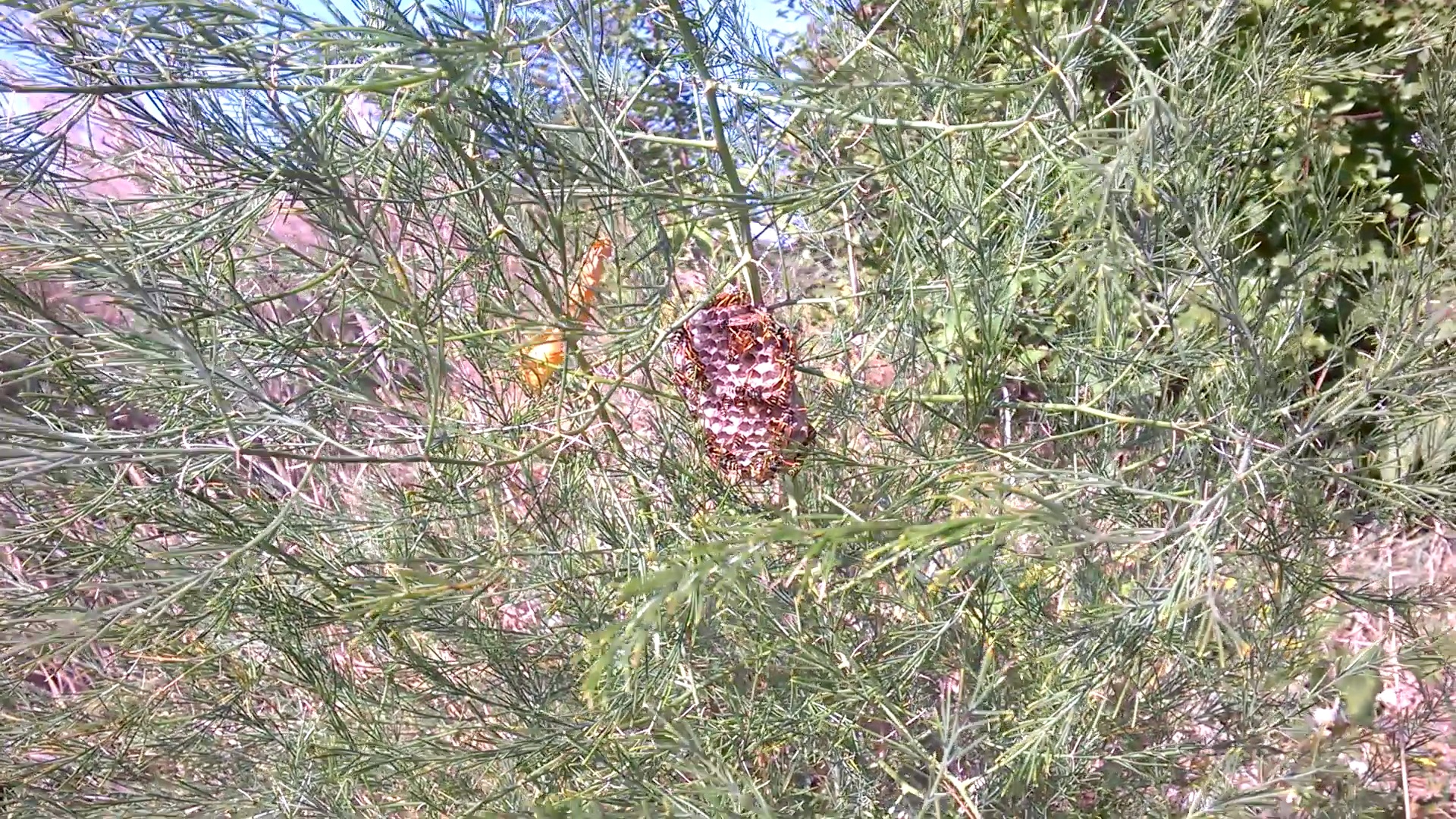     . Nest of wasps on stalk of plant