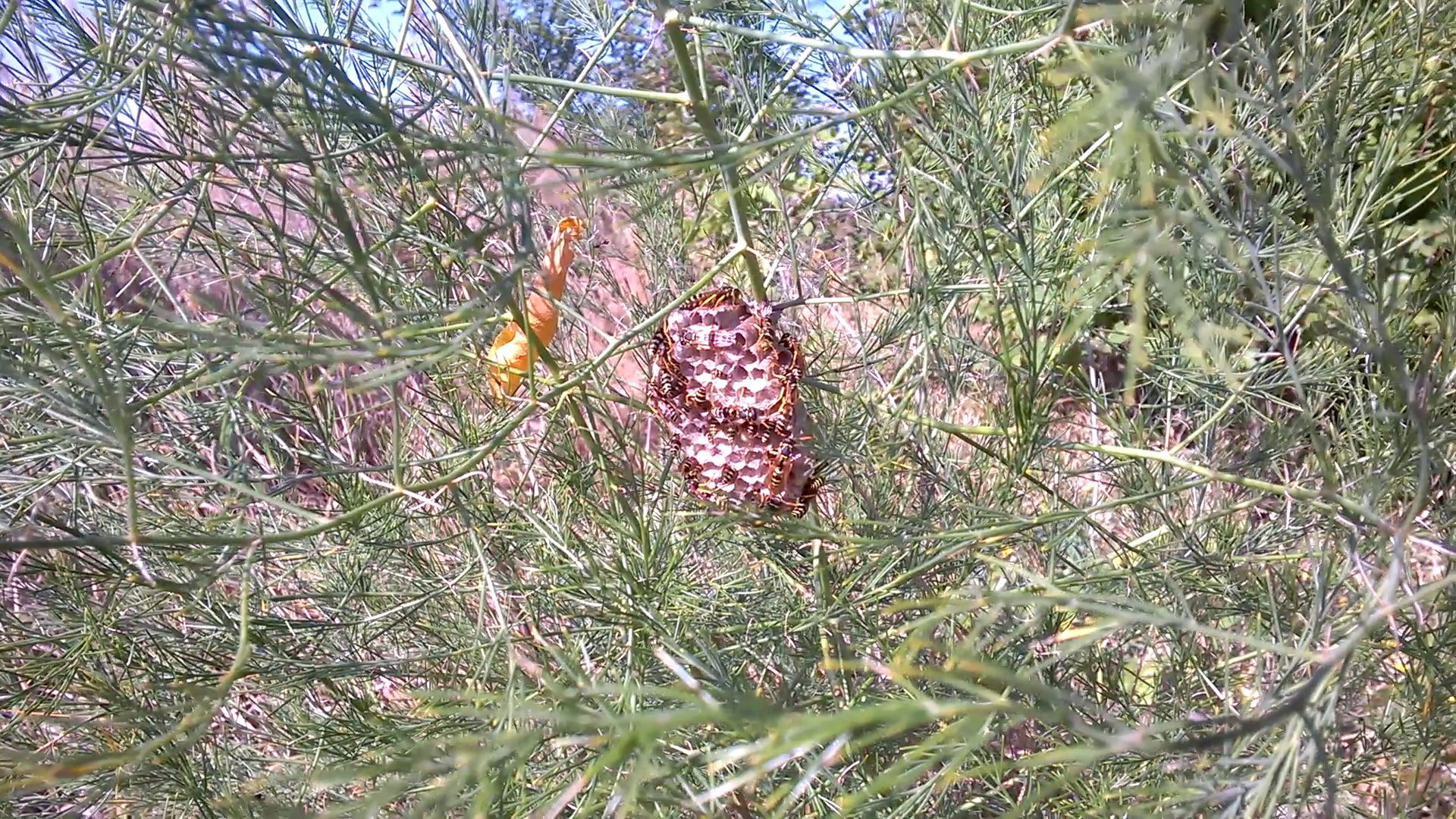 Осиное гнездо на стебле растения. Nest of wasps on stalk of plant