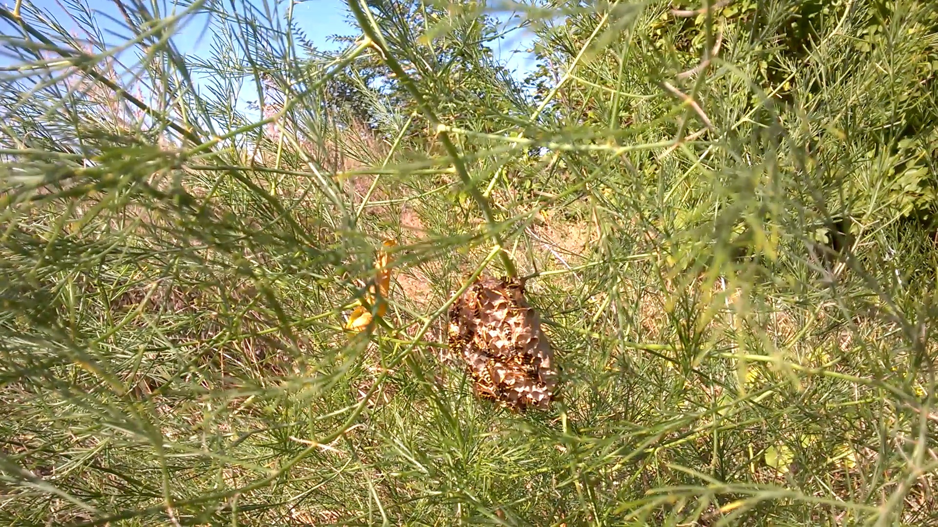     . Nest of wasps on stalk of plant