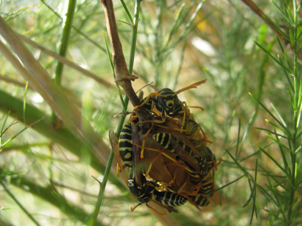     . Nest of wasps on stalk of plant