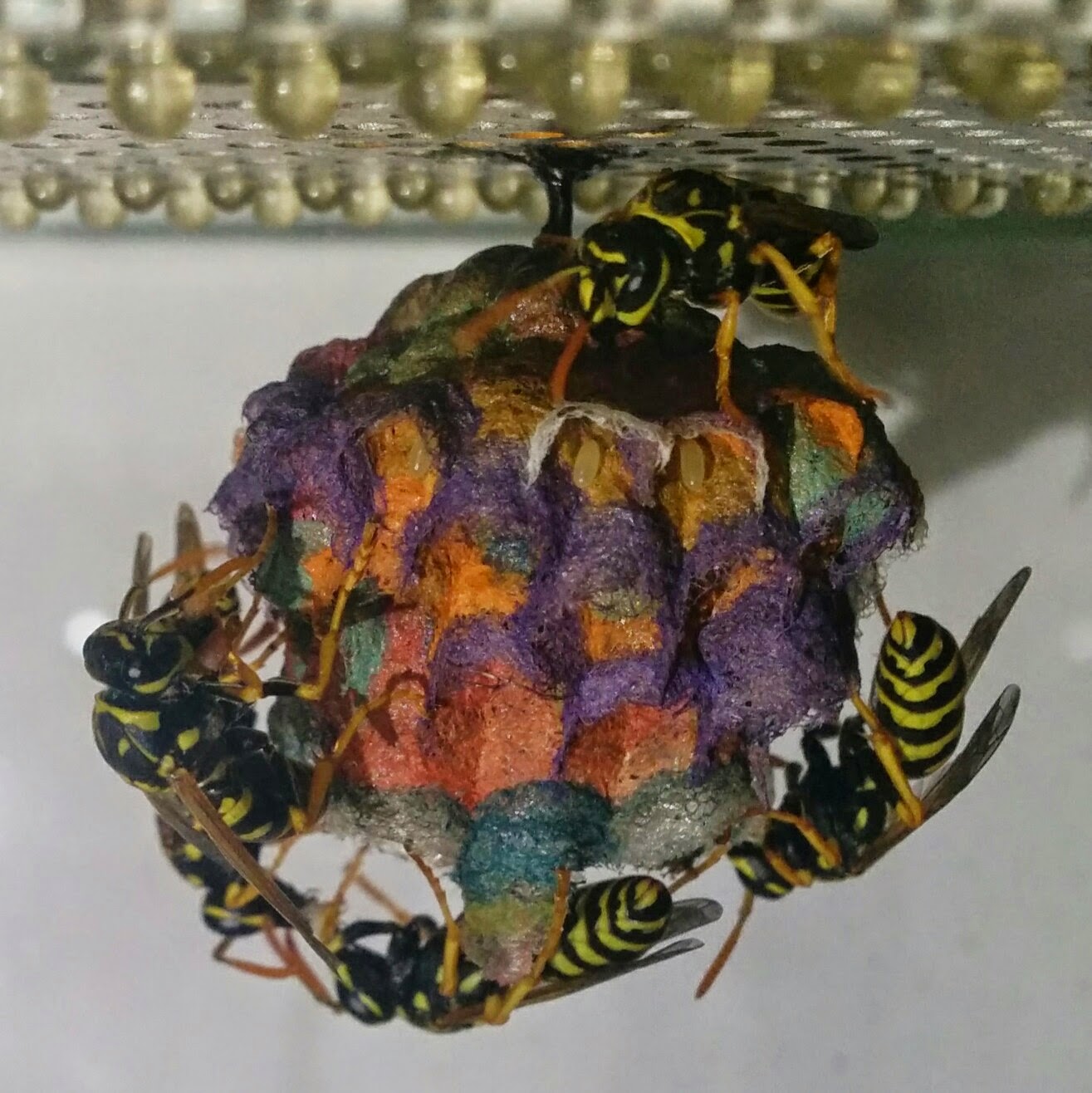 Rainbow colored nests built by wasps.   ,     