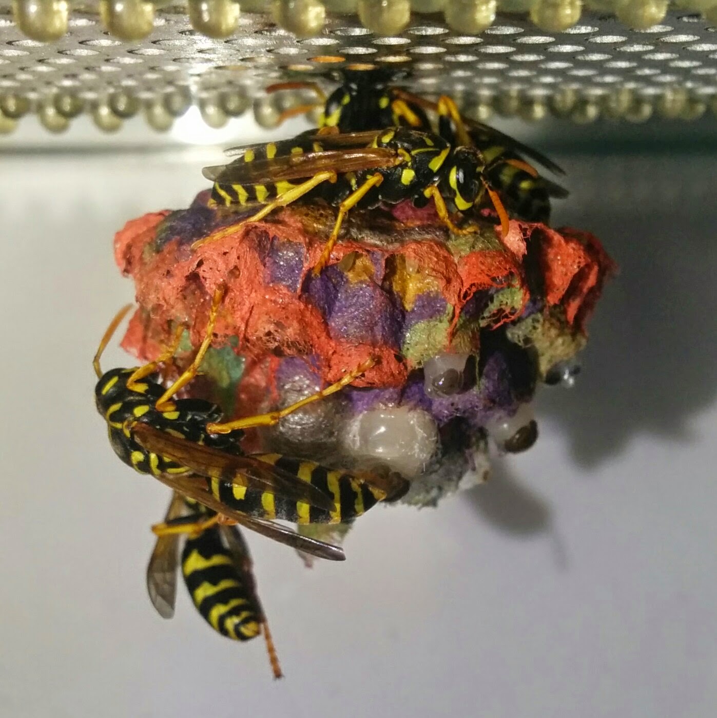 Осы строят гнезда, раскрашенные во все цвета радуги. Rainbow colored nests built by wasps