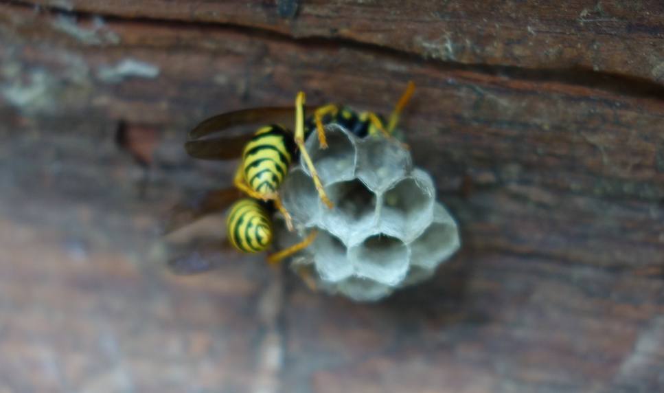 Wasp nest.  