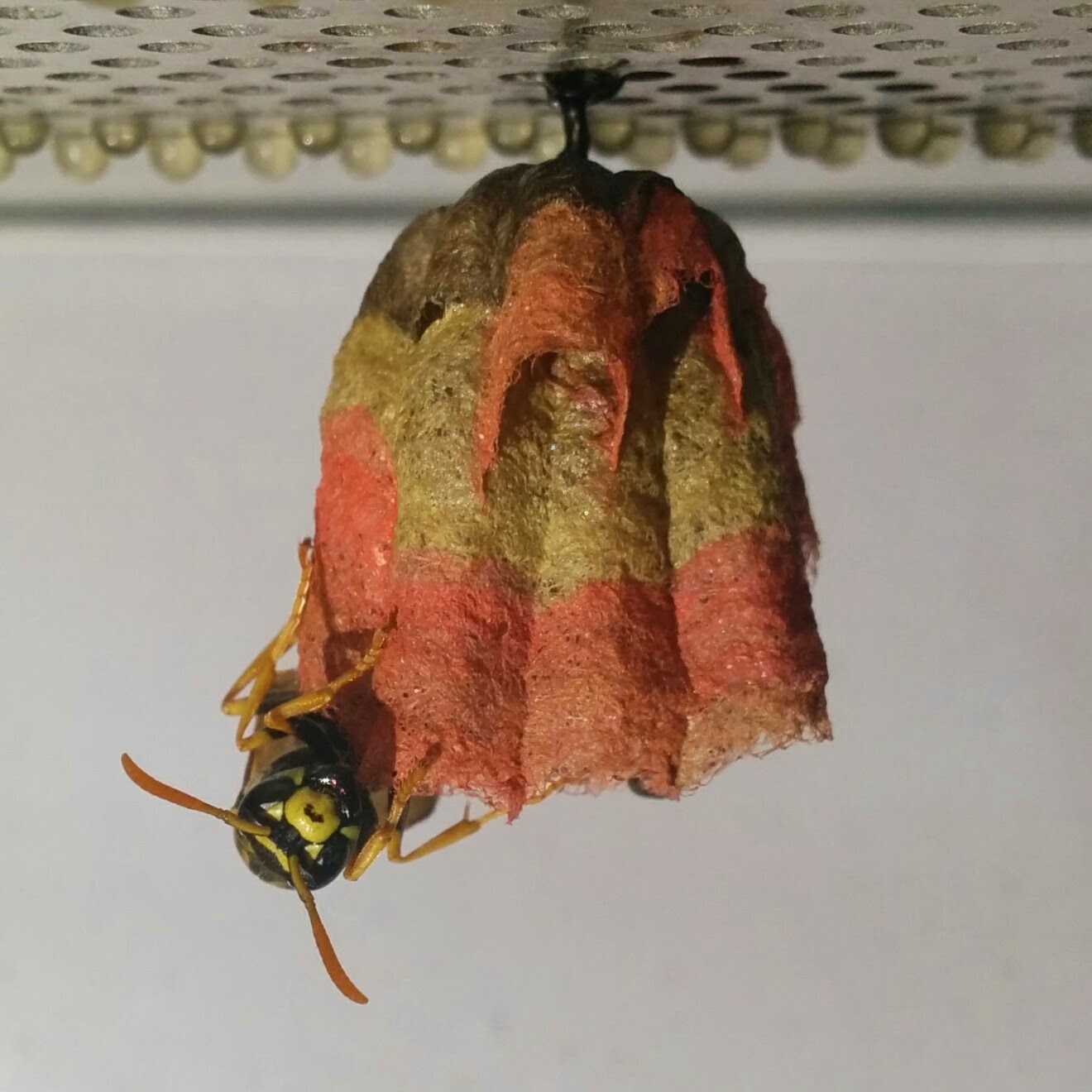 Rainbow colored nests built by wasps.   ,     
