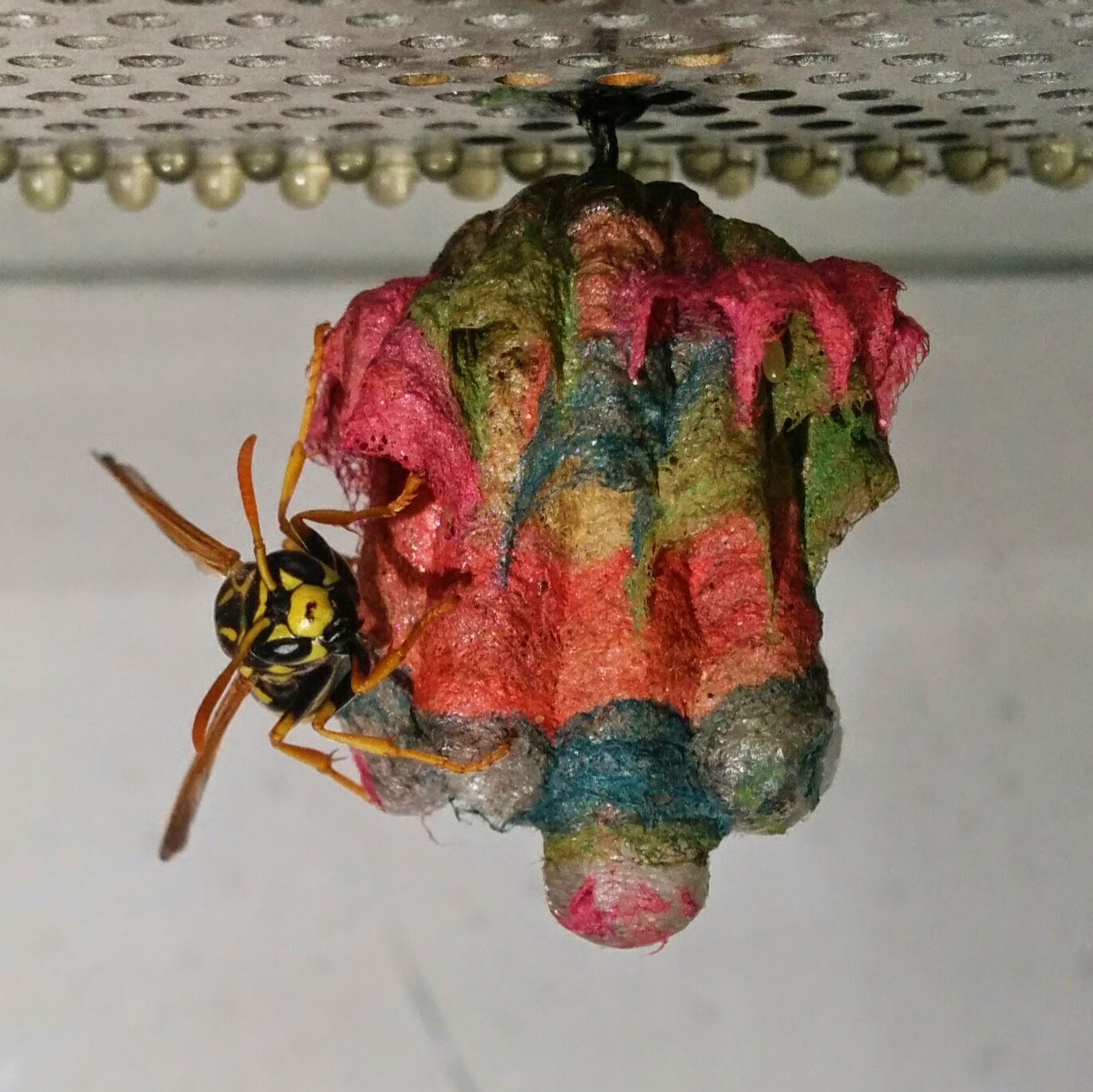 Rainbow colored nests built by wasps.   ,     