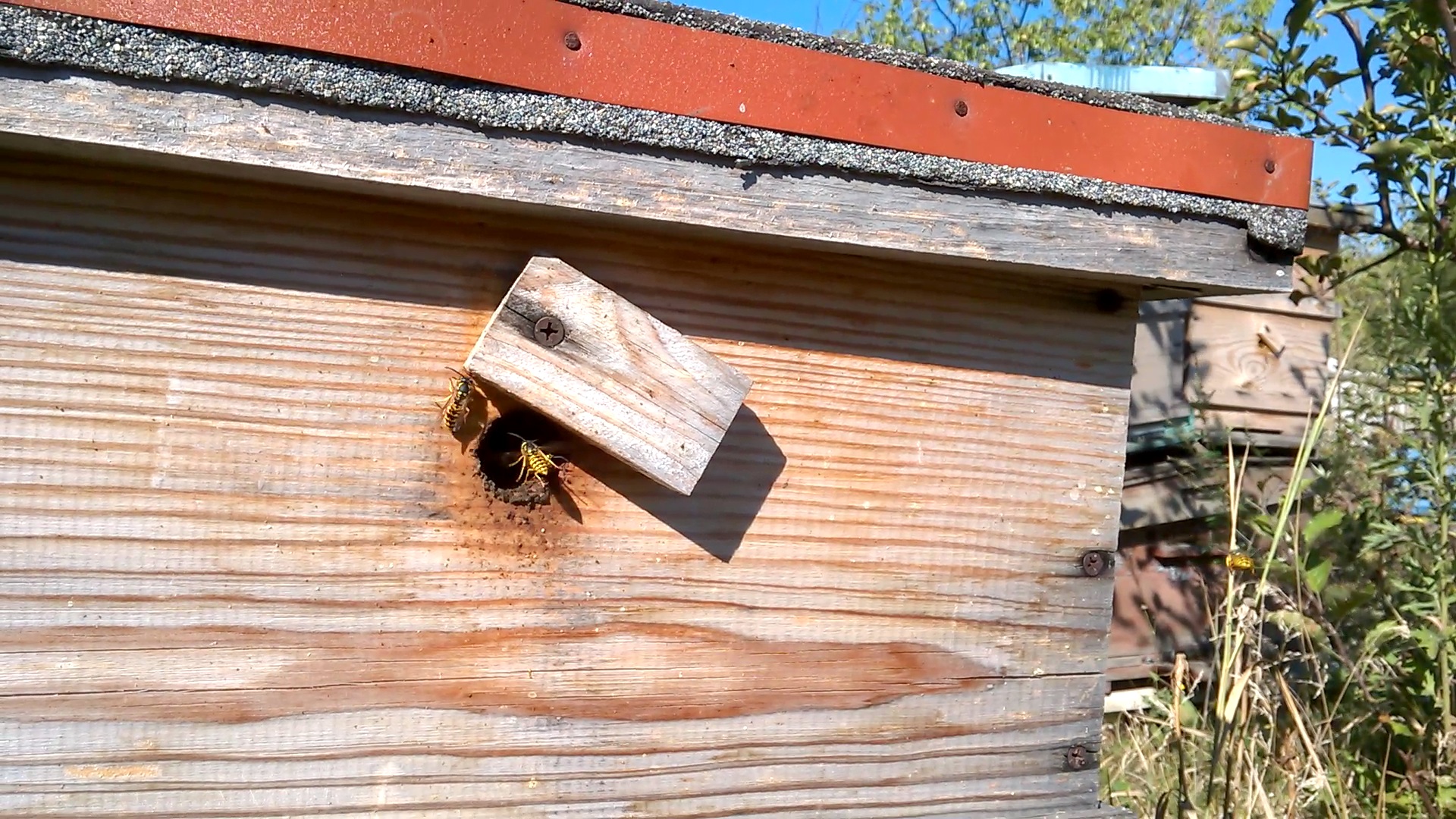    . Wasp and bee apiary