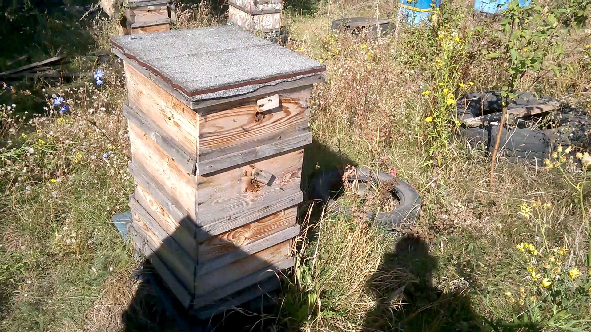    . Wasp and bee apiary