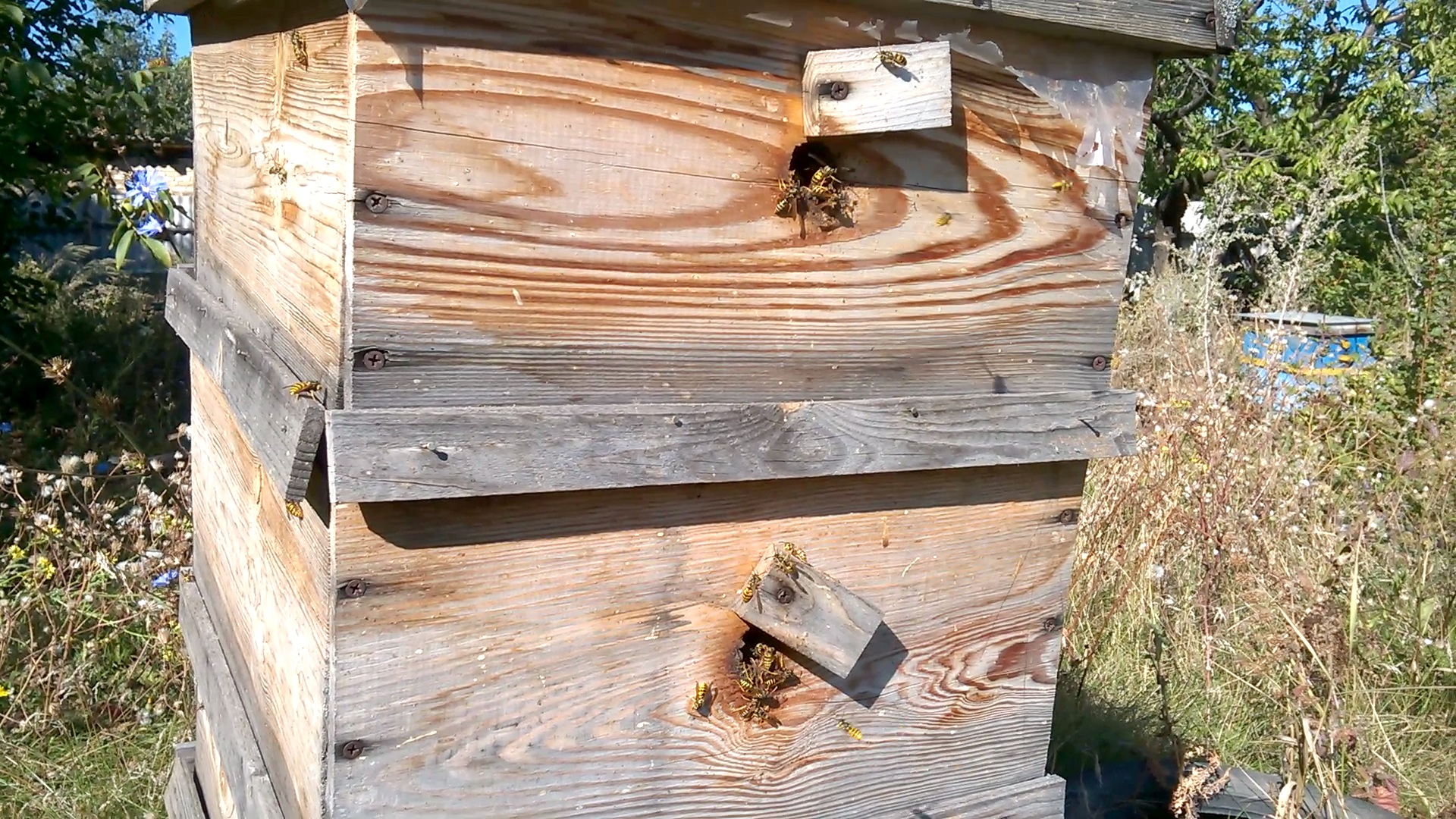    . Wasp and bee apiary