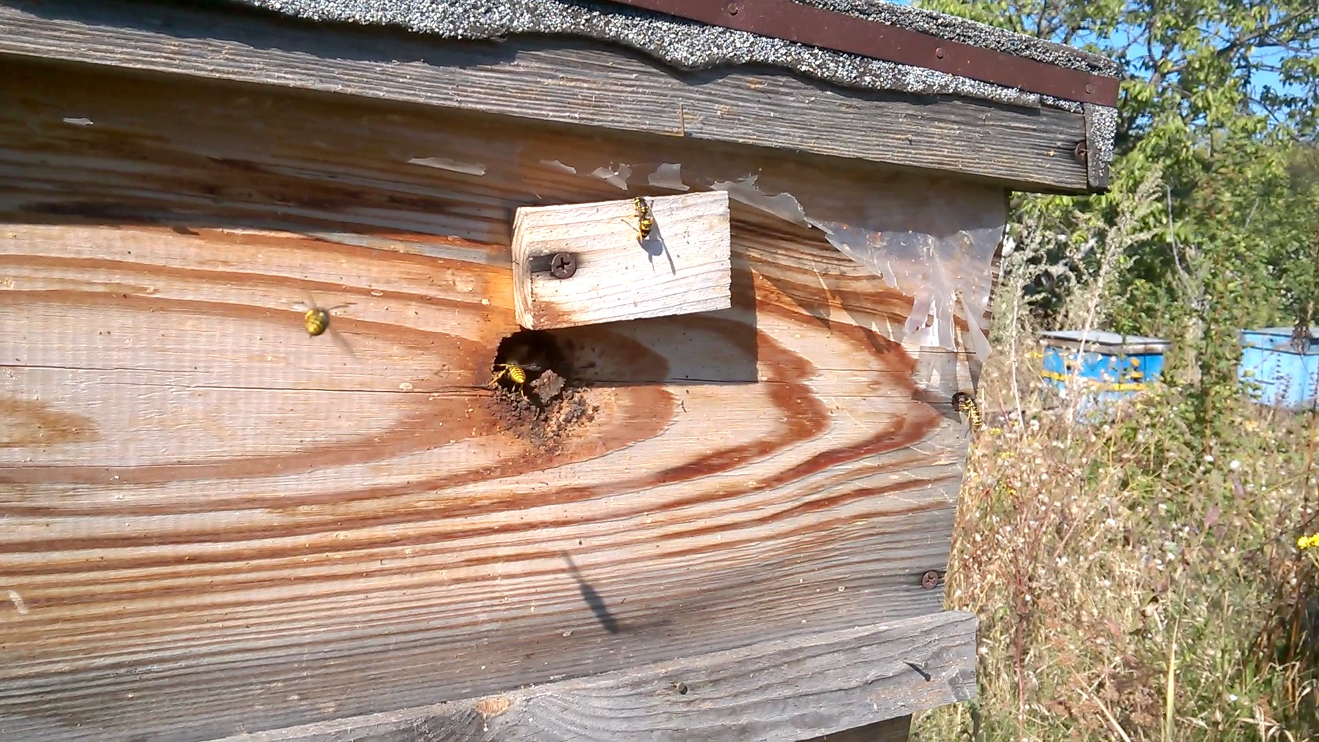    . Wasp and bee apiary