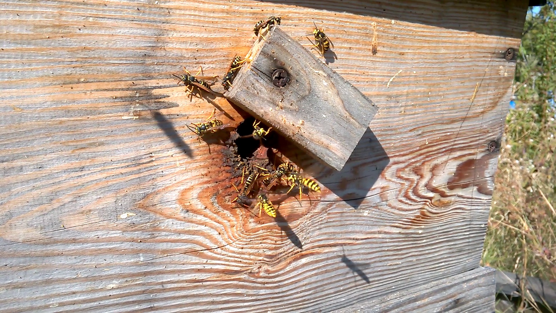    . Wasp and bee apiary