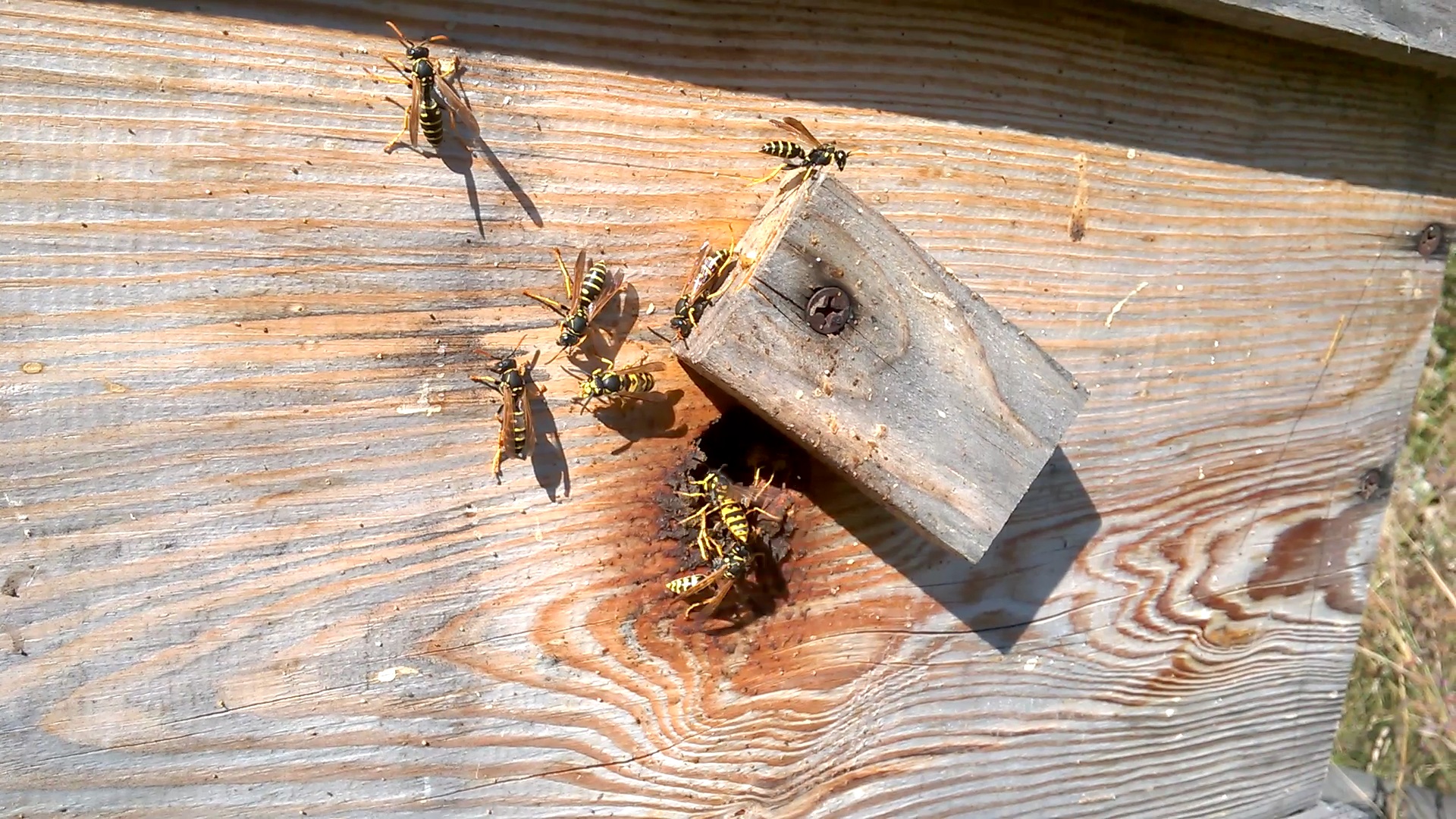    . Wasp and bee apiary