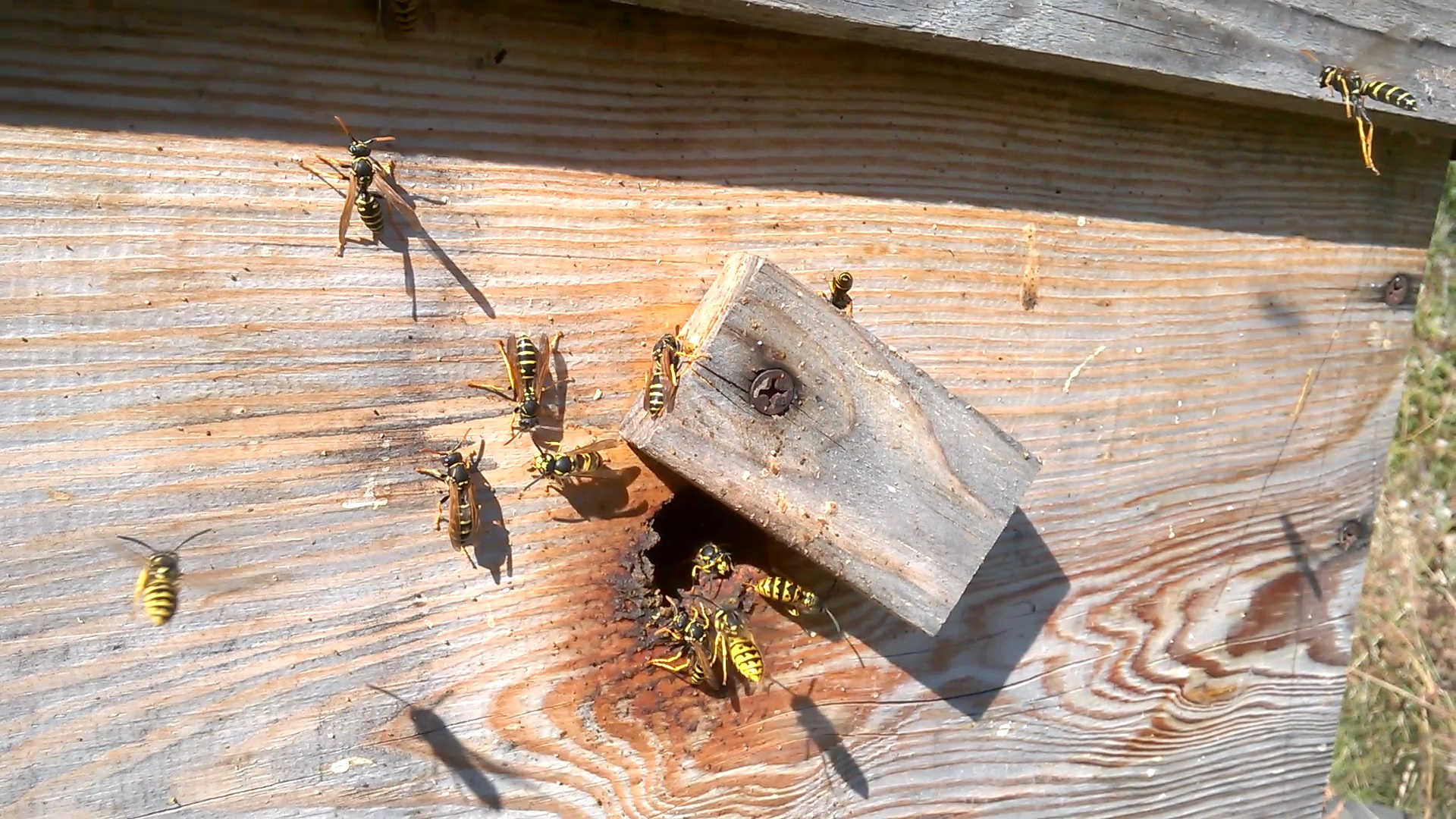    . Wasp and bee apiary