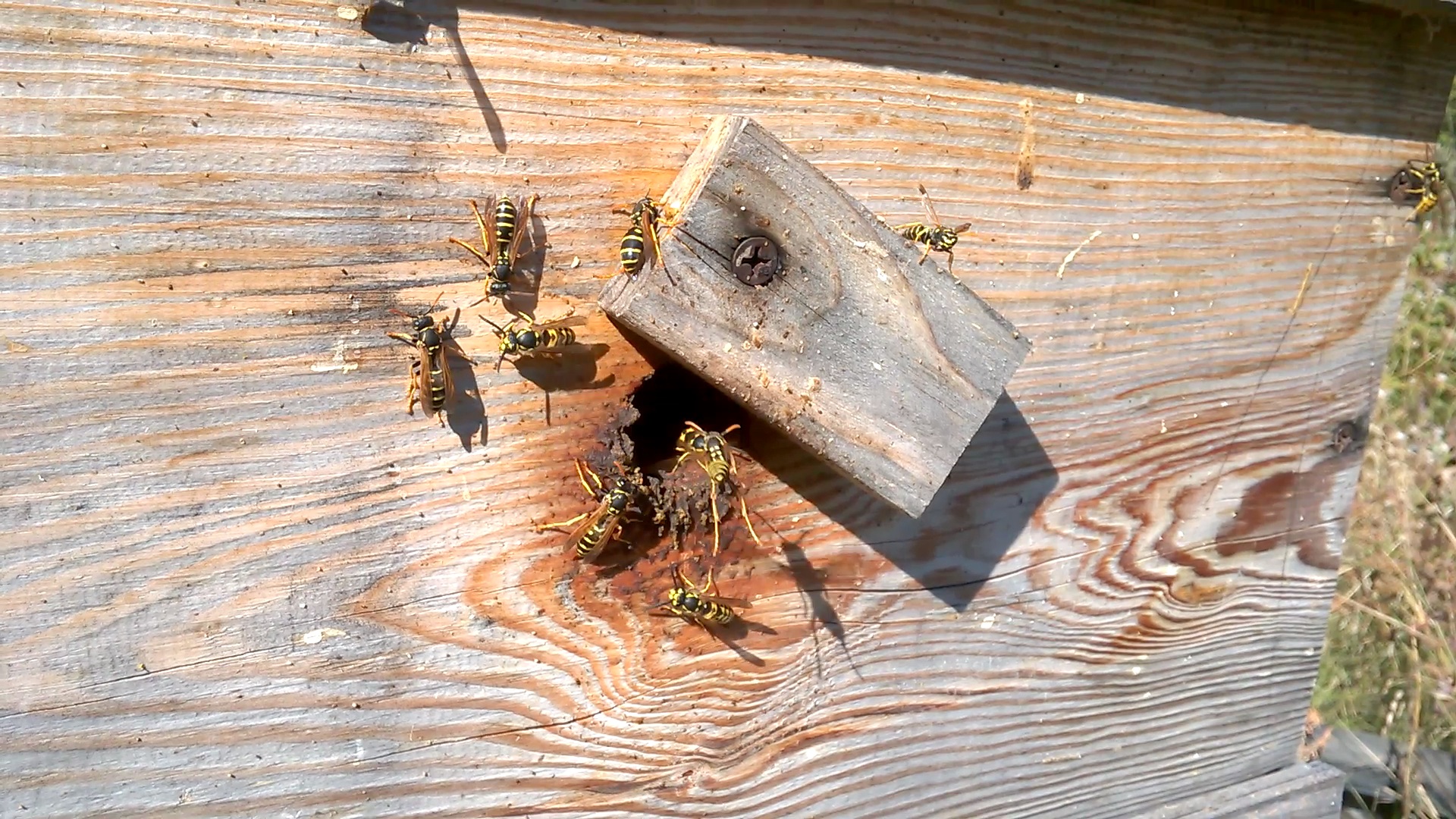    . Wasp and bee apiary