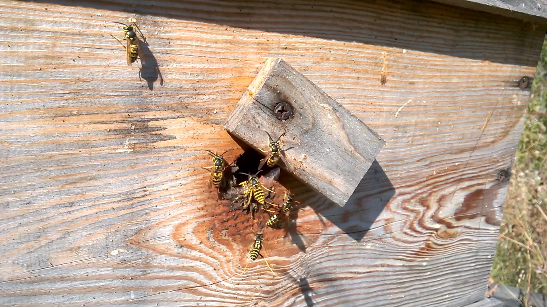    . Wasp and bee apiary