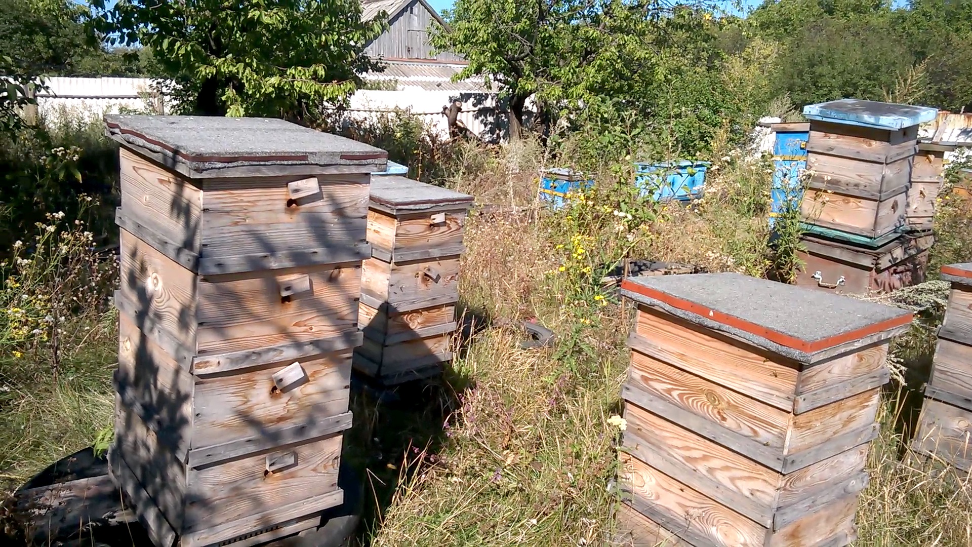    . Wasp and bee apiary