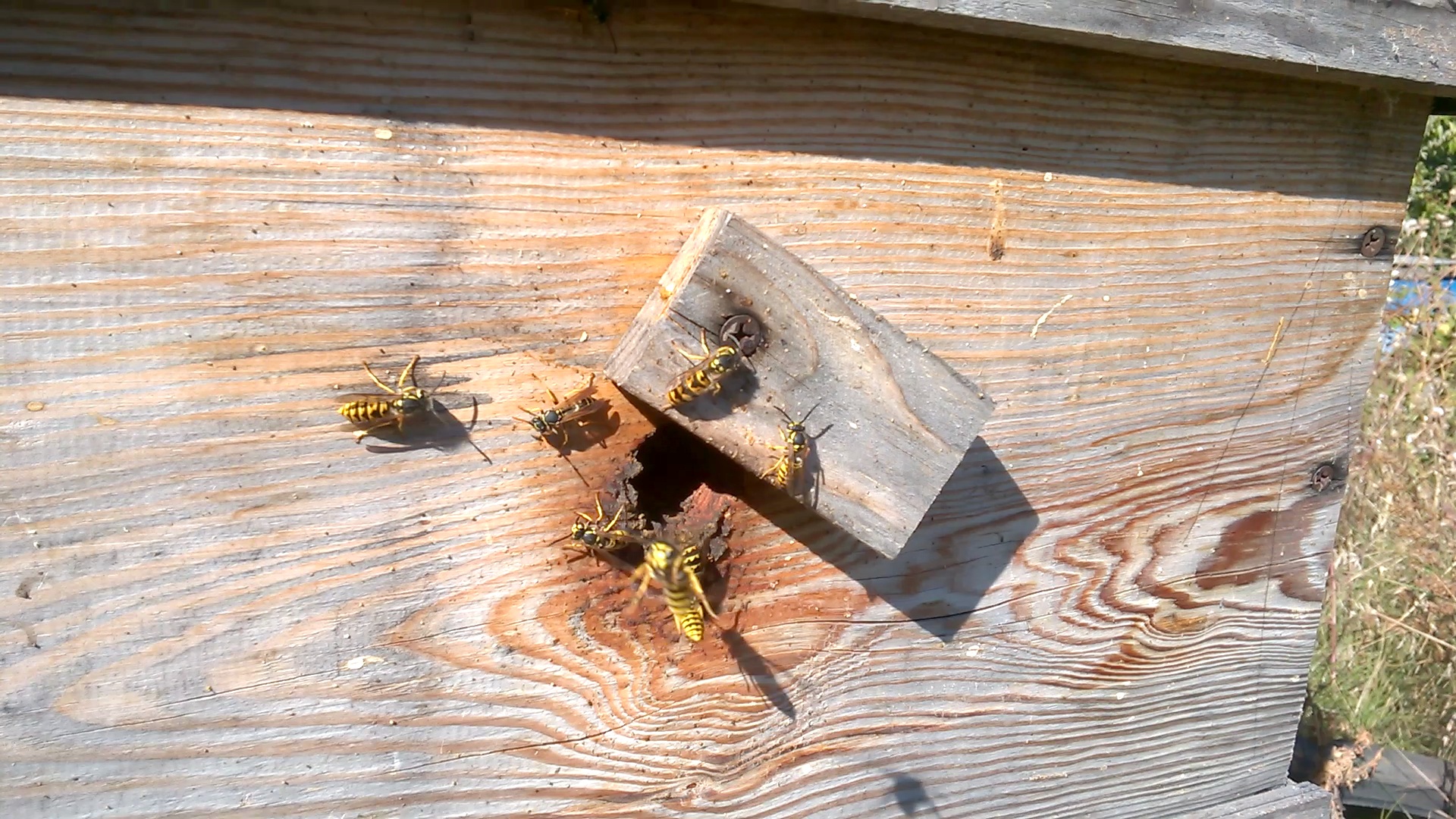    . Wasp and bee apiary