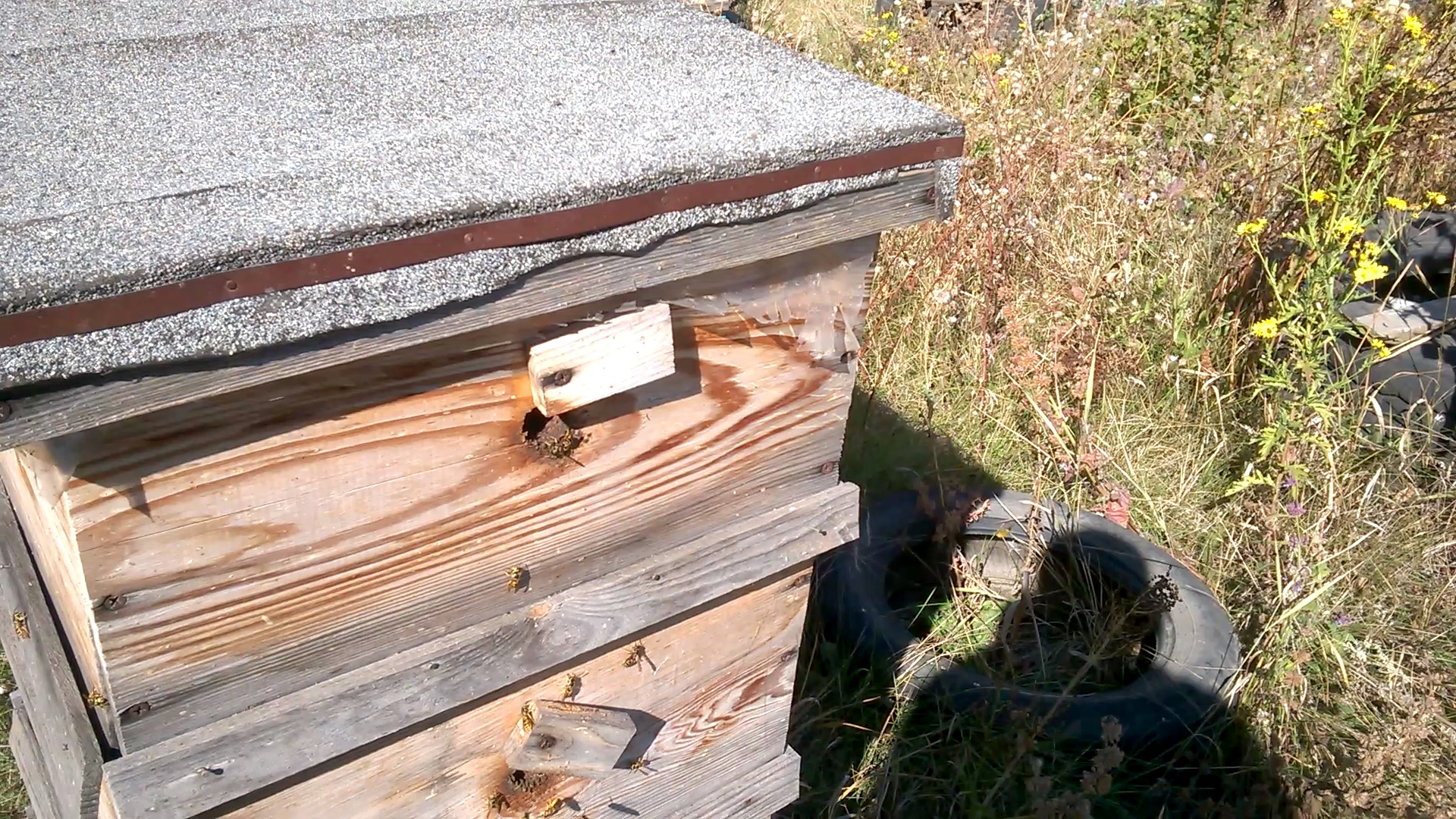    . Wasp and bee apiary