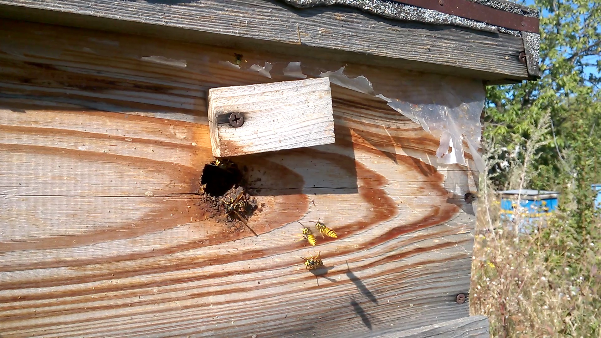    . Wasp and bee apiary