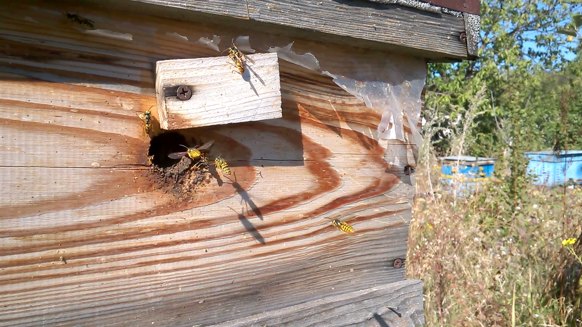    . Wasp and bee apiary