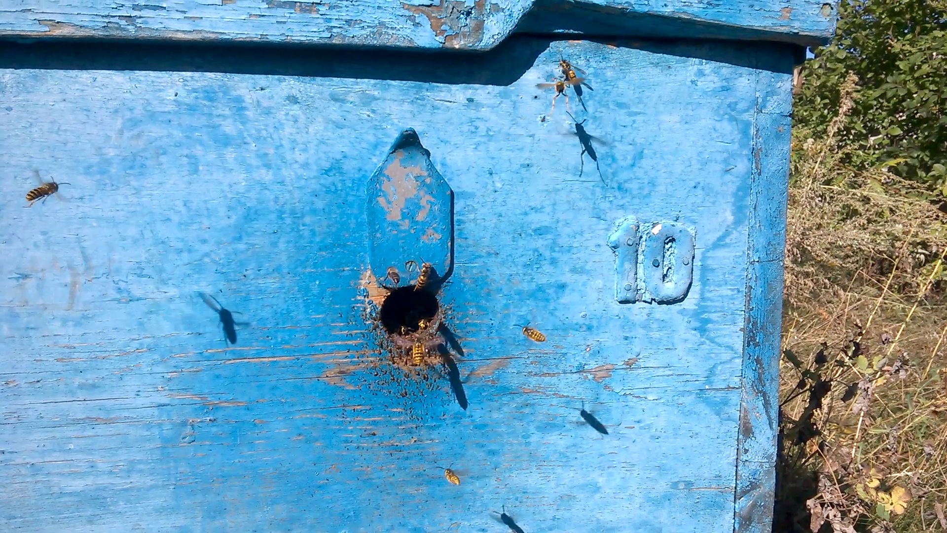    . Wasp and bee apiary