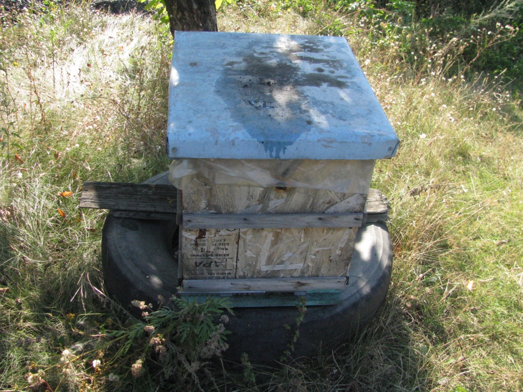    . Wasp and bee apiary