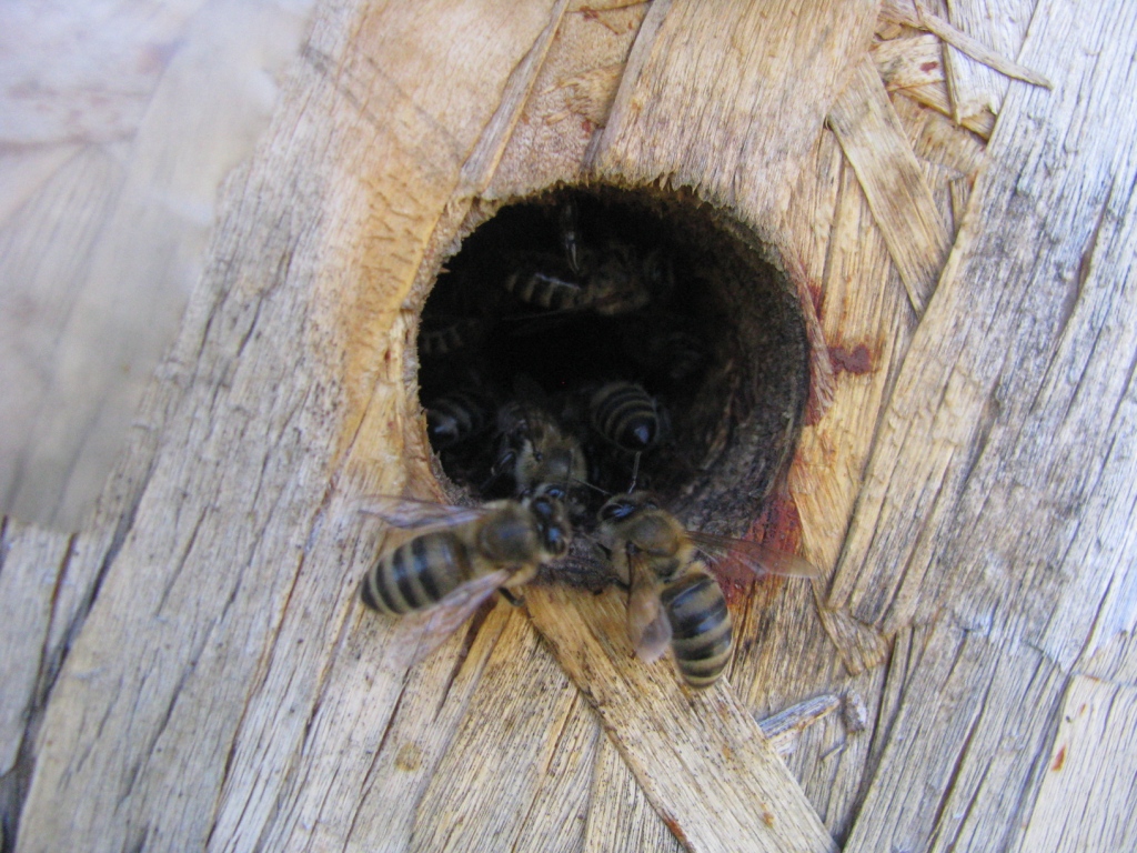    . Wasp and bee apiary