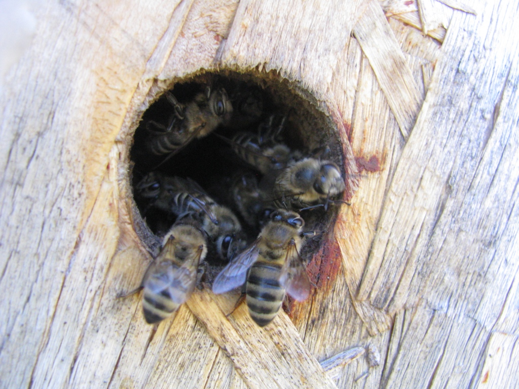    . Wasp and bee apiary