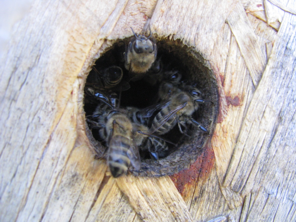    . Wasp and bee apiary