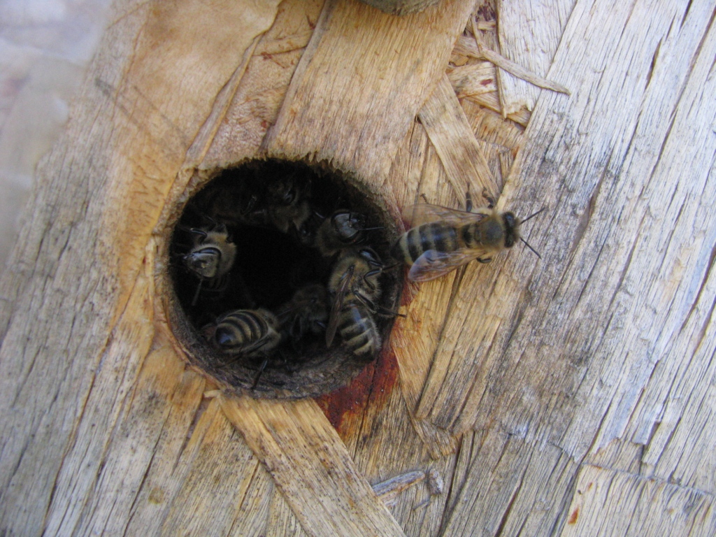    . Wasp and bee apiary