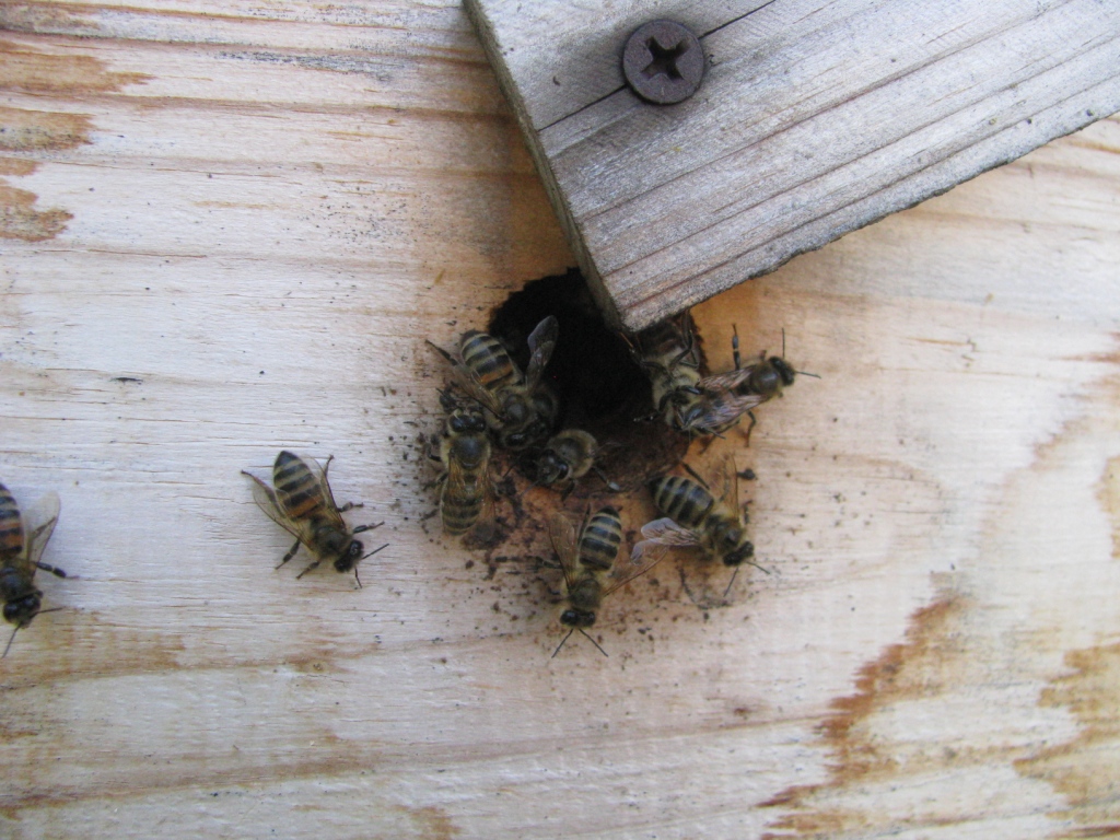    . Wasp and bee apiary