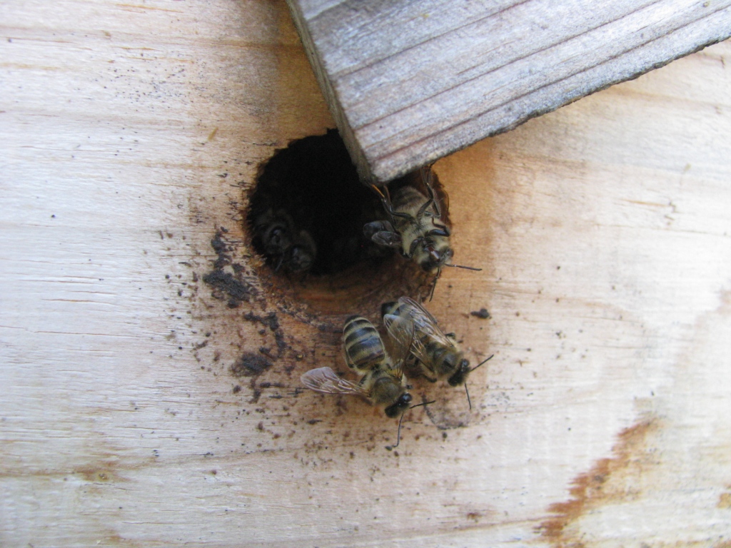    . Wasp and bee apiary