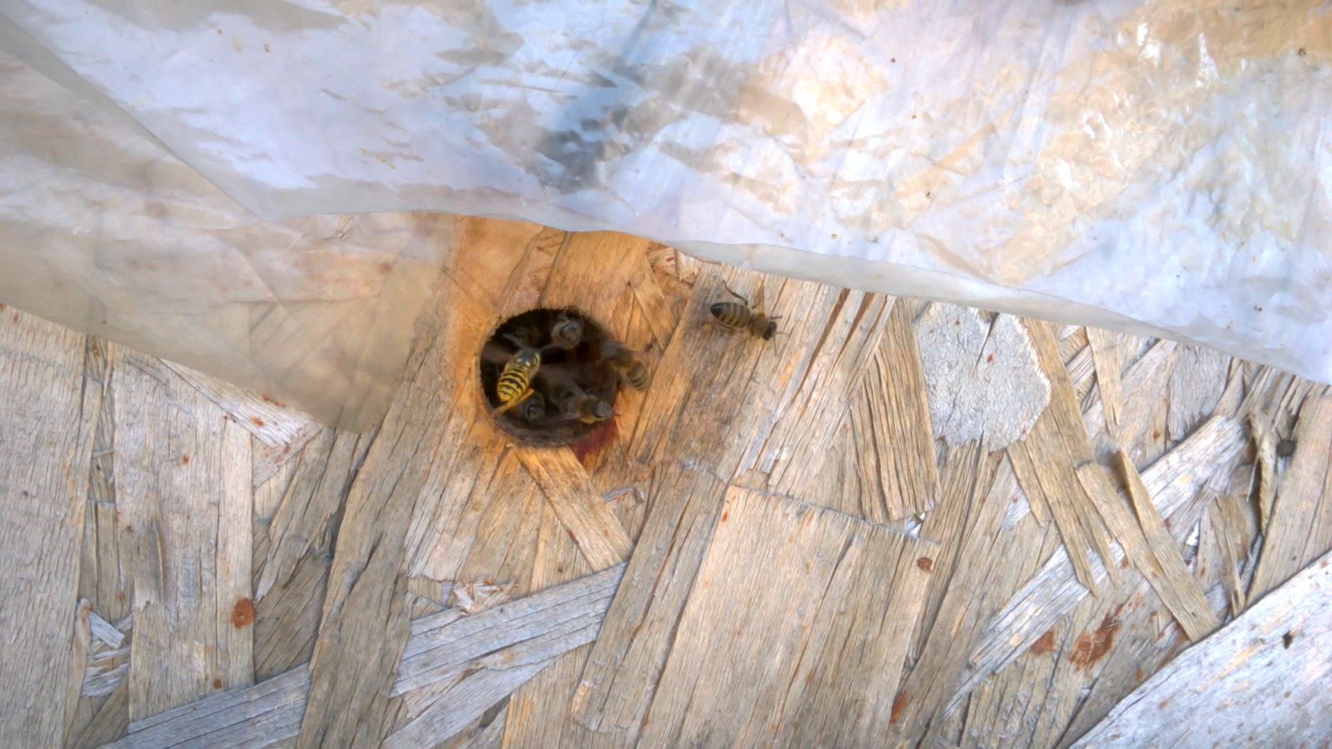    . Wasp and bee apiary