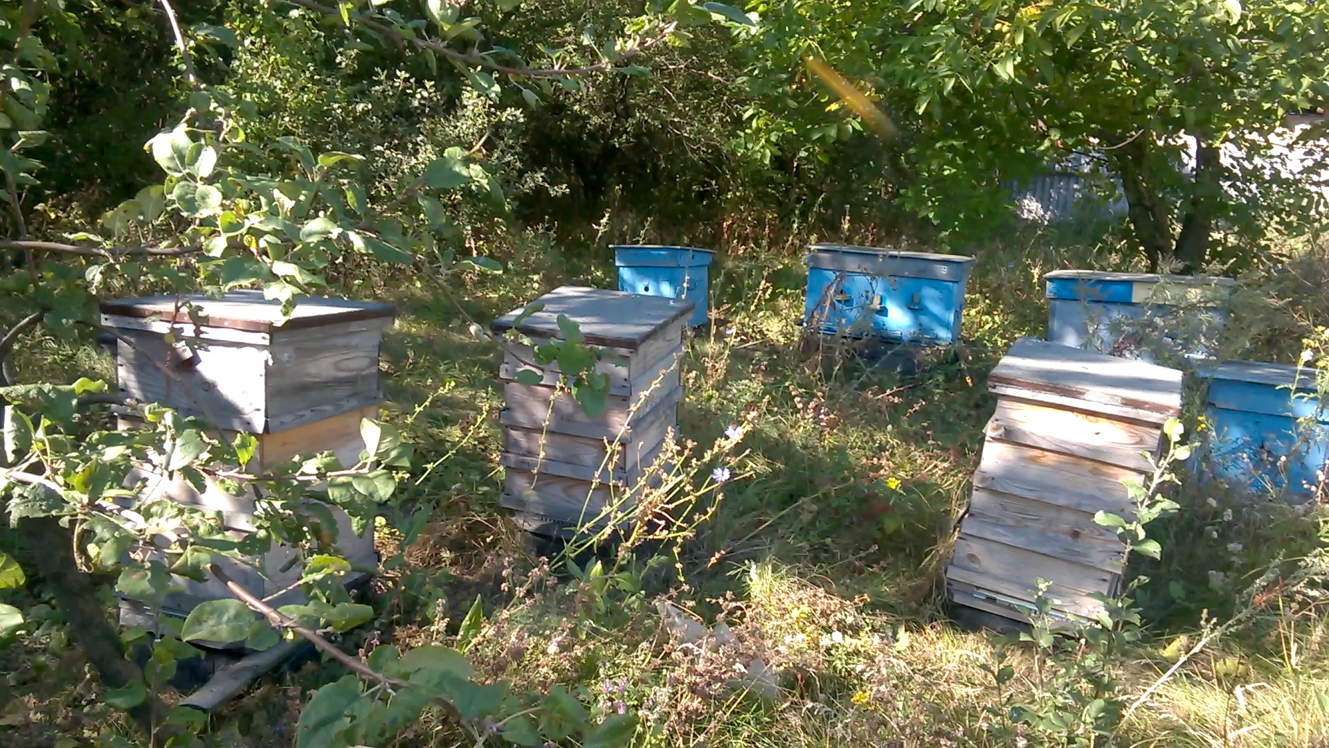    . Wasp and bee apiary