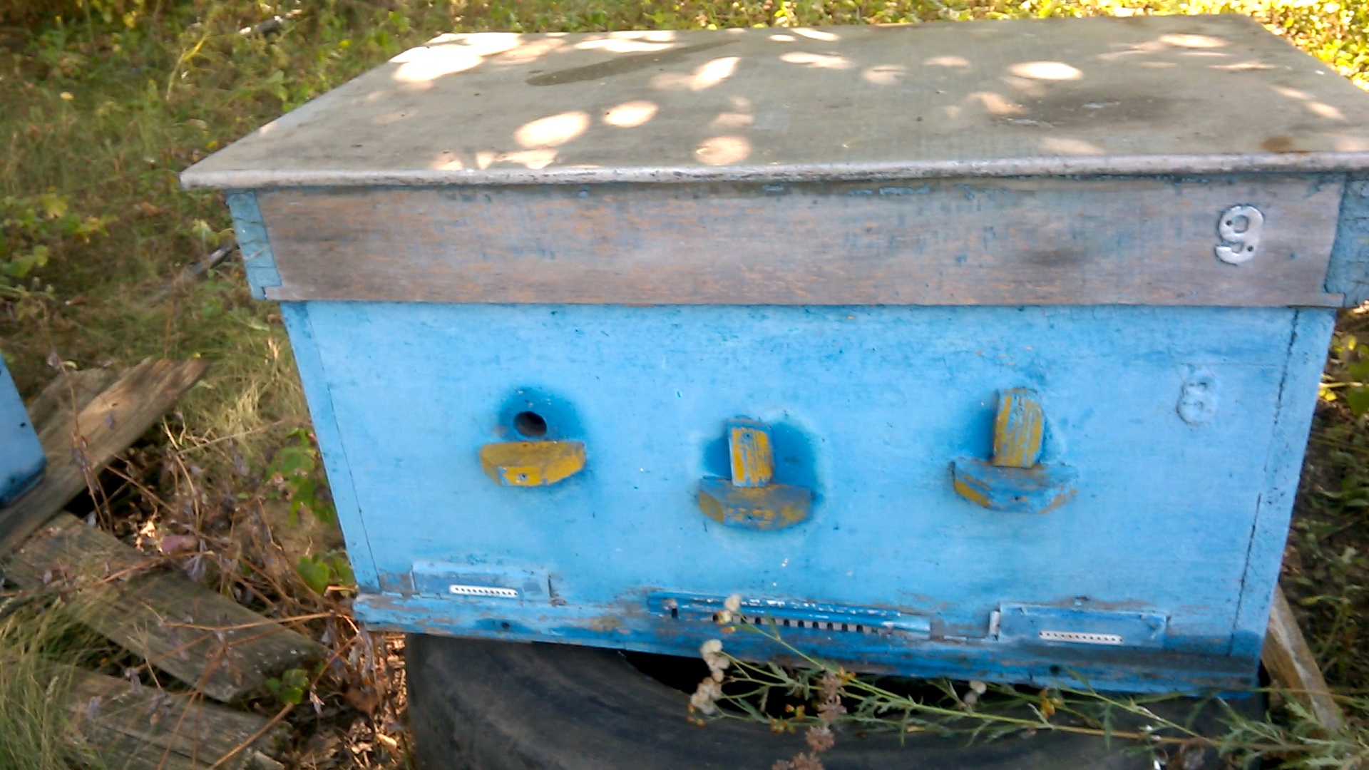    . Wasp and bee apiary