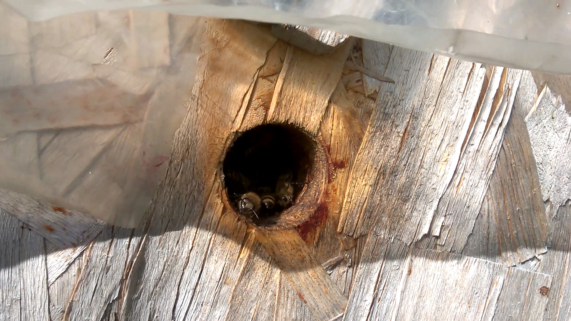    . Wasp and bee apiary