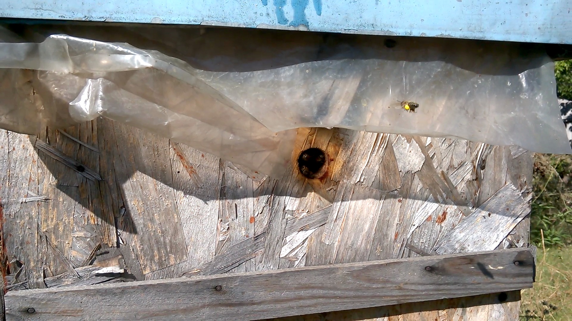    . Wasp and bee apiary