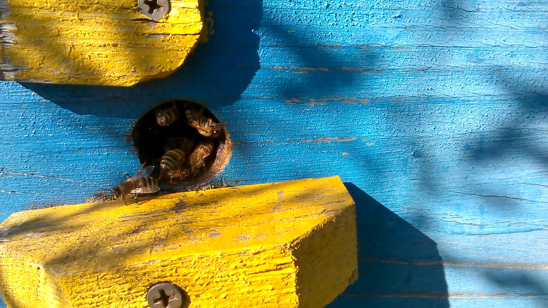    . Wasp and bee apiary