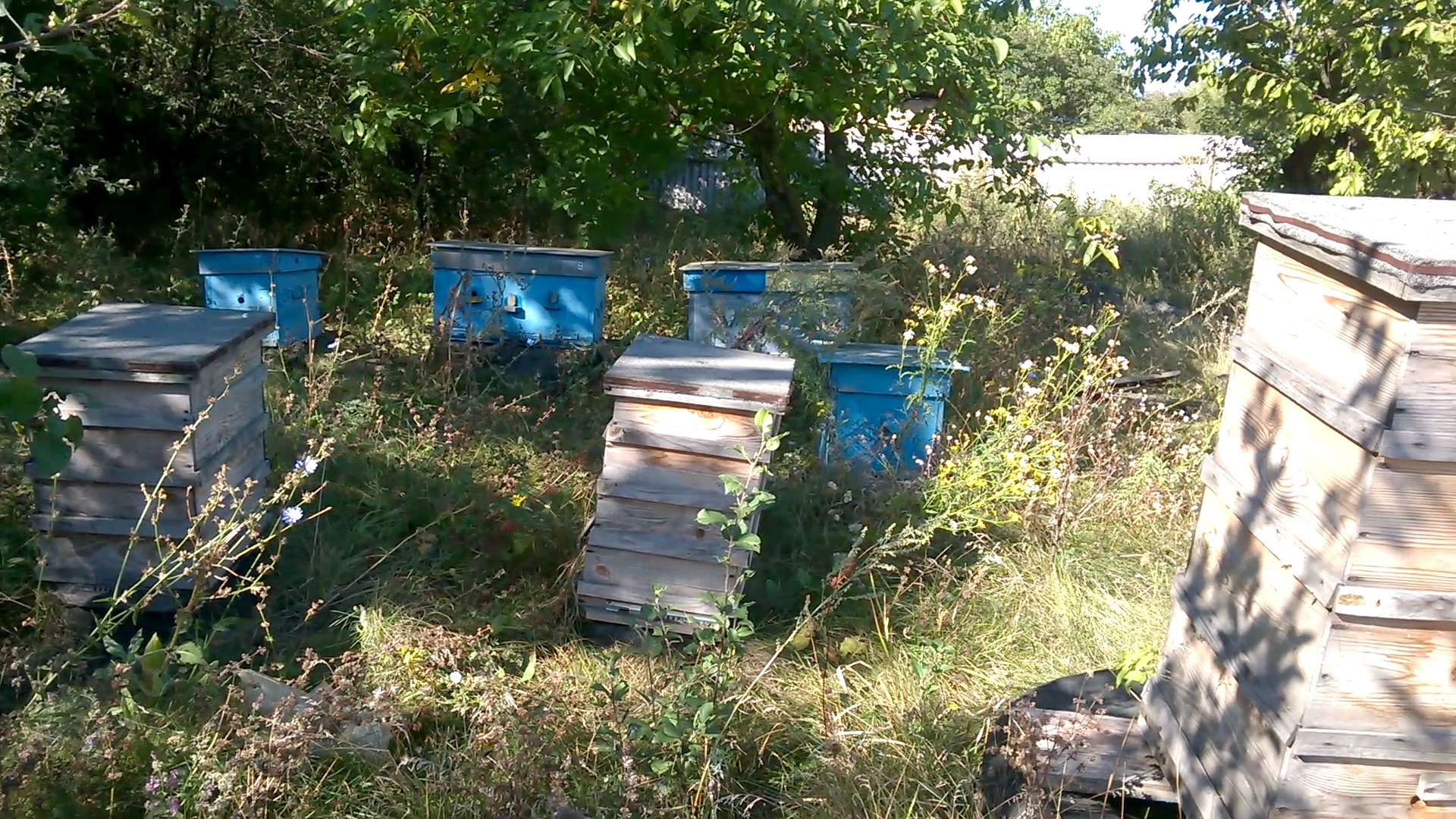    . Wasp and bee apiary