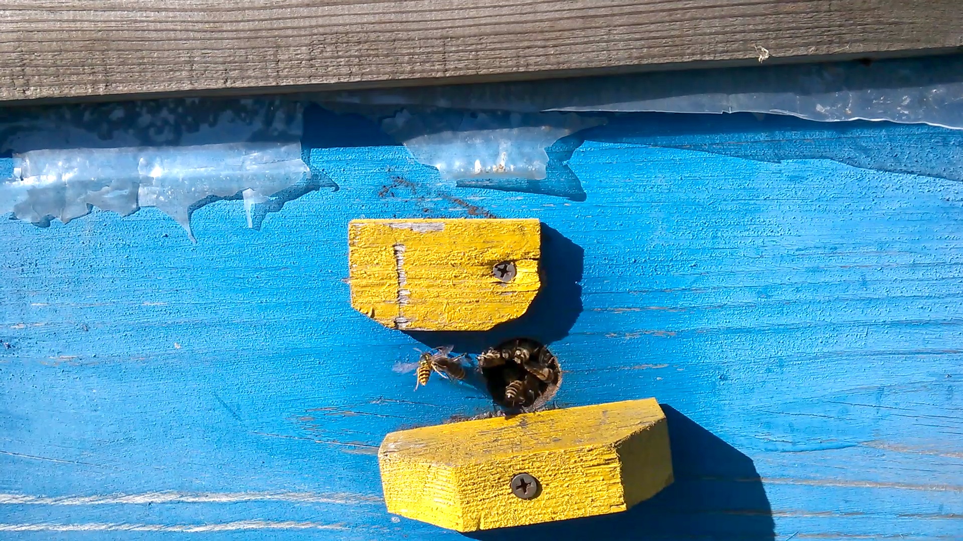    . Wasp and bee apiary