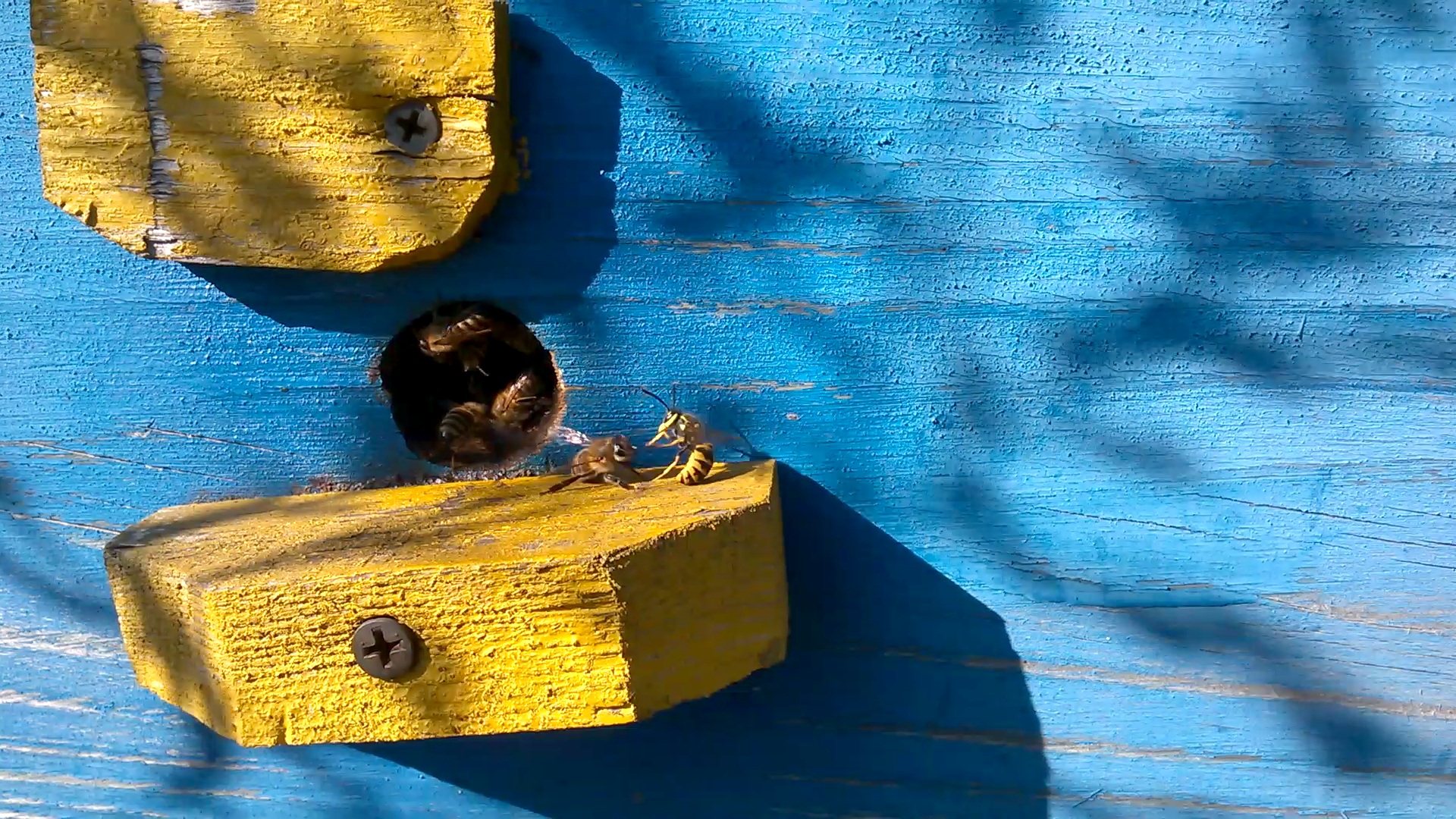    . Wasp and bee apiary