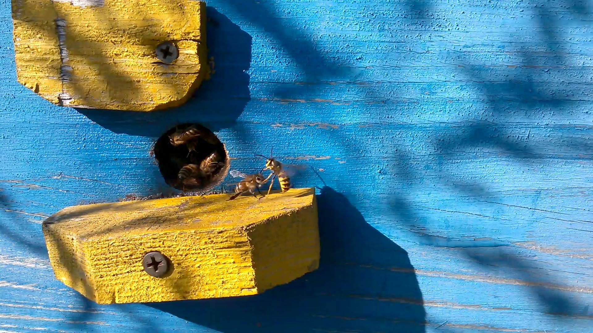    . Wasp and bee apiary