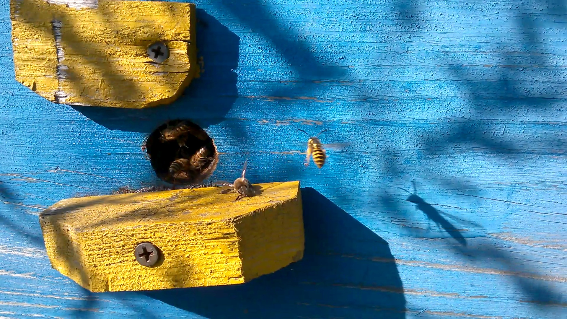    . Wasp and bee apiary